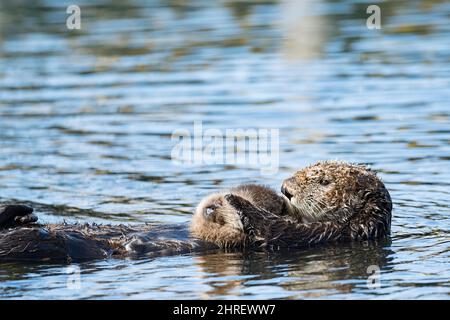 Loutres de mer de Californie, Enhyrdra lutris nereis ( espèces menacées ), pup de toilettage de mère, Morro Bay, Californie, États-Unis ( Pacifique de l'est ) Banque D'Images