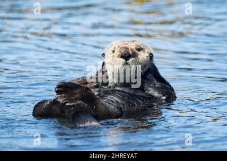 Loutre de mer de Californie, Enhyrdra lutris nereis ( espèce menacée ), Morro Bay, Californie, États-Unis ( Océan Pacifique de l'est ) Banque D'Images