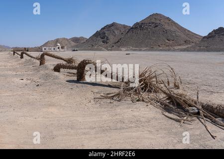 Palmiers flétrés quelque part dans le désert du sahara. En égypte. Banque D'Images