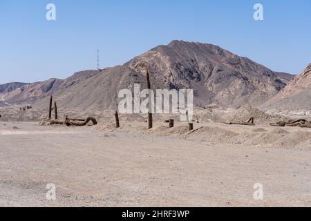 Palmiers flétrés quelque part dans le désert du sahara. En égypte. Banque D'Images