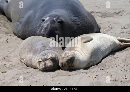 Les phoques du nord, Mirounga angustirostris, taureau amoreux se faufile sur deux jeunes dormant sur le sable, Piedras Blancas, près de San Simeon, Cali Banque D'Images