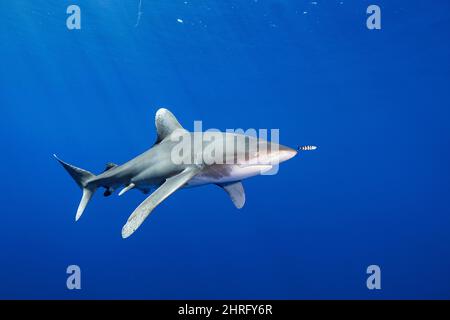 Requin blanc océanique, espèces en danger critique d'extinction (UICN), avec un poisson pilote commensal, Naucrates ravisseur, au large de la côte nord de Kona de l'île d'Hawaii Banque D'Images