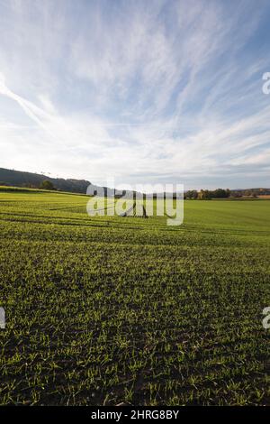 Belle vue sur le champ d'herbe verte fraîche Banque D'Images