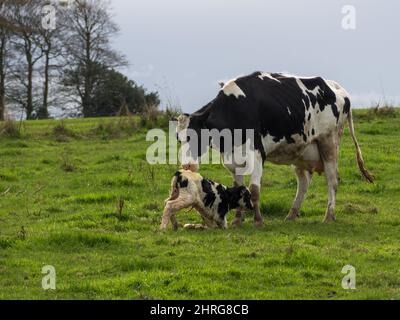 Belle photo de la vache mère et de son veau nouveau-né dans la campagne normande Banque D'Images