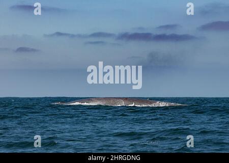 Baleine bleue, Balaenoptera musculus, espèce en voie de disparition, avec appareil photo et étiquette d'enregistrement de données, Monterey Bay National Marine Sanctuary, Californie, Banque D'Images