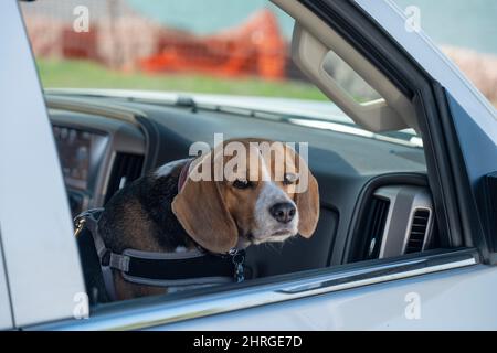 Joli beagle, chien brun et blanc assis sur le siège avant d'une voiture et regardant par la fenêtre ouverte. Banque D'Images