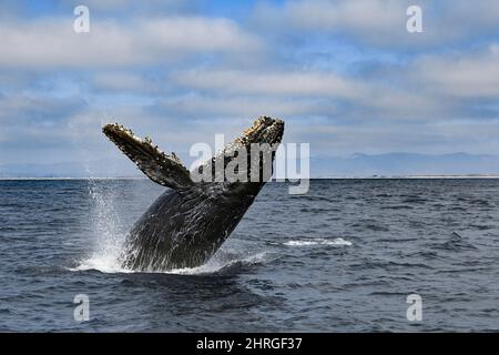 Baleine à bosse, Megaptera novaeangliae, braconnage des veaux, Monterey Bay National Marine Sanctuary, Californie, États-Unis ( Océan Pacifique de l'est ) Banque D'Images