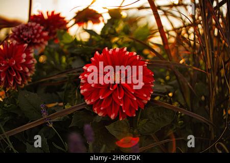 Gros plan sélectif d'une fleur de Dahlia dans le jardin au coucher du soleil Banque D'Images