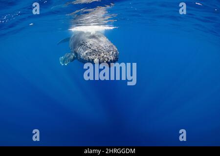 Curieuse baleine à bosse juvénile, Megaptera novaeangliae, libérant une bulle à la surface, Kona Nord, Hawaii, Etats-Unis ( Central Pacific ) Banque D'Images
