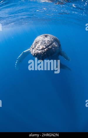 Curieuse jeune baleine à bosse, Megaptera novaeangliae, montrant de petits poils sensoriels sur la ligne de la mâchoire inférieure et les tubercules, Kona. Hawaï Banque D'Images