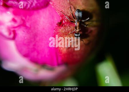 Foyer sélectif d'un fourmis sur une fleur rose Banque D'Images