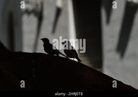 Prise de vue en niveaux de gris de deux petits oiseaux Banque D'Images