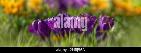 Panorama d'un groupe de crocus pourpre poussant dans une herbe courte dans un jardin Banque D'Images
