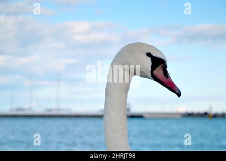 Tête et cou gros plan swans blancs (Cygnus olor). Magnifique cygne majestueux sur la côte de la mer du Nord. Banque D'Images
