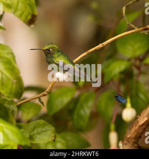 Hummingbird à la queue de raquette en Équateur Banque D'Images