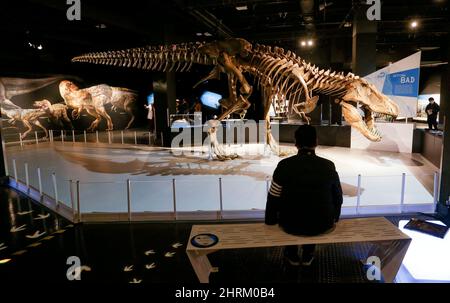 Vancouver, Canada. L'exposition se déroulera du 26 février. 22nd janvier 2023. Une reproduction à grande échelle d'un squelette fossile de Tyrannosaurus rex (T. rex) est exposée lors d'un aperçu médiatique du T. rex: The Ultimate Predator à Science World, à Vancouver (Colombie-Britannique), au Canada, le 25 février 2022. T. rex: The Ultimate Predator est une immense exposition qui présente aux visiteurs toute la famille des tyrannosaures à travers des modèles grandeur nature, des moulages fossiles et des expériences interactives. L'exposition se déroule du 26 février 2022 au 22 janvier 2023. Credit: Liang Sen/Xinhua/Alay Live News Banque D'Images