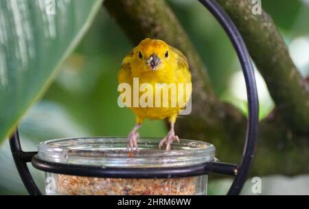 Une couleur jaune vif de Saffron Finch perçant sur un récipient à nourriture Banque D'Images