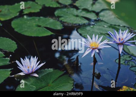 Gros plan de nénuphars dans l'eau. Banque D'Images