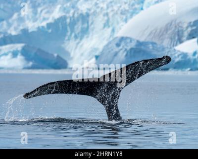 Une baleine à bosse, Megaptera novaeangliae dans une baie abritée avec des glaciers le long de la péninsule de l'Antarctique Banque D'Images