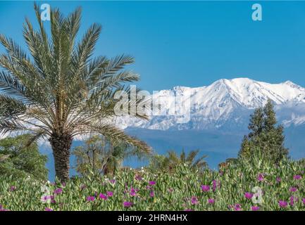 Montagnes en arrière-plan avec palmiers et succulentes Banque D'Images