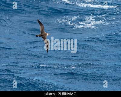 Great Shearwater, Ardenna gravis, un oiseau de mer dans l'océan Austral près des Malouines et de la Géorgie du Sud Banque D'Images