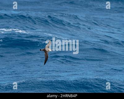 Great Shearwater, Ardenna gravis, un oiseau de mer dans l'océan Austral près des Malouines et de la Géorgie du Sud Banque D'Images