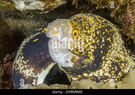 Moray flocon de neige, Echidna nebulosa, baie de Gilimanuk, Bali, Indonésie, Pacifique Banque D'Images