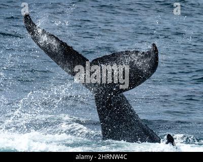 Une baleine à bosse, Megaptera novaeangliae, qui jette son fluke ou sa queue dans les airs au large de l'île de Géorgie du Sud, en Antarctique Banque D'Images