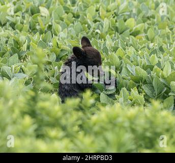 Gros plan du cub de l'ours noir américain dans le champ de soja. Ursus americanus. Banque D'Images