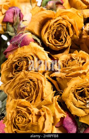 Roses jaunes sèches isolées sur fond blanc. Banque D'Images