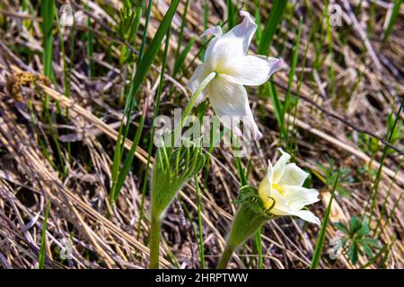 Pulsatilla pratensis fleurit au début du printemps dans des endroits ensoleillés avec de grandes fleurs blanches avec un centre jaune. Vue depuis l'arrière de la fleur, sélective Banque D'Images