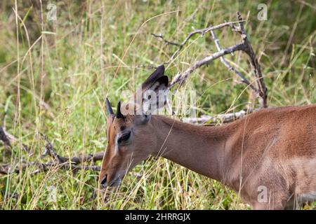 Vue en profil d'un jeune limala en pâturage dans un parc national africain Banque D'Images