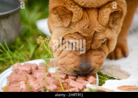 Gros plan d'un Shar PEI mangeant de la viande hachée sur une assiette blanche Banque D'Images