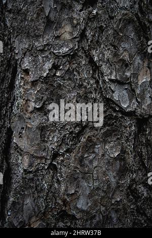 Gros plan d'un fond de texture de bois foncé dans la forêt Banque D'Images