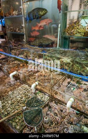 Poissons vivants, y compris mérou en danger, et fruits de mer exposés pour la cuisson sur commande dans des réservoirs à l'extérieur d'un restaurant au bord de mer de Sai Kung, Hong Kong Banque D'Images