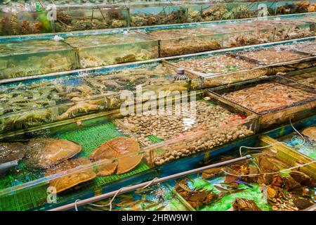 Poissons et fruits de mer vivants, y compris des crabes en fer à cheval en danger, exposés dans des chars devant un restaurant au bord de l'eau de Sai Kung, à Hong Kong Banque D'Images