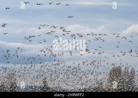 Grand troupeau d'oies des neiges migratrices volant sur un ciel nuageux d'hiver, comme un fond de nature Banque D'Images
