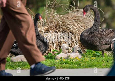 Jambes de personnes marchant devant une famille de cygnes noirs se reposant au bord de la route Banque D'Images