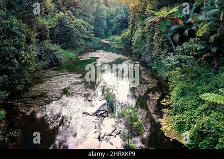 Petite crique en plein soleil en fin d'après-midi avec une forêt tropicale luxuriante sur ses rives. Banque D'Images