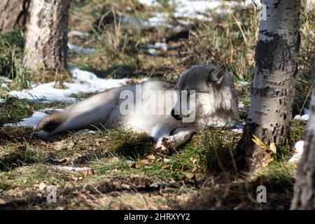 chien loup couché au soleil Banque D'Images