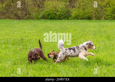 Des chiens moelleux qui s'amusent dans les champs Banque D'Images