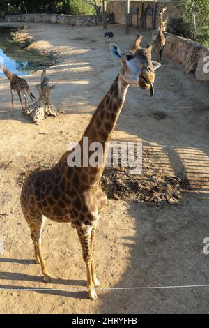 Girafes boivent la refletion dans l'eau à l'heure d'or Banque D'Images