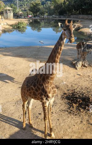 Girafes boivent la refletion dans l'eau à l'heure d'or Banque D'Images