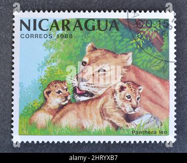 Timbre-poste annulé imprimé par le Nicaragua, qui montre Lioness avec des petits, vers 1988. Banque D'Images