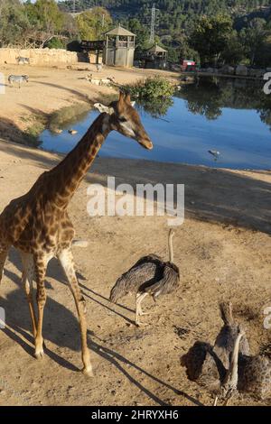 Girafes boivent la refletion dans l'eau à l'heure d'or Banque D'Images