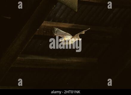 Petite chauve-souris brune (Myotis lucifugus), en vol la nuit. ÉTATS-UNIS Banque D'Images