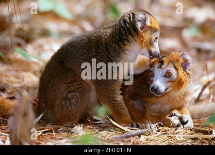 Lémure couronné (Eulemur coronatus), toilettage mutuel. Madagascar Banque D'Images