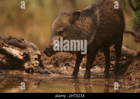 Peccary à collier (Pecari tajacu), buvant dans un trou d'eau peu profond. Sud du Texas, États-Unis Banque D'Images