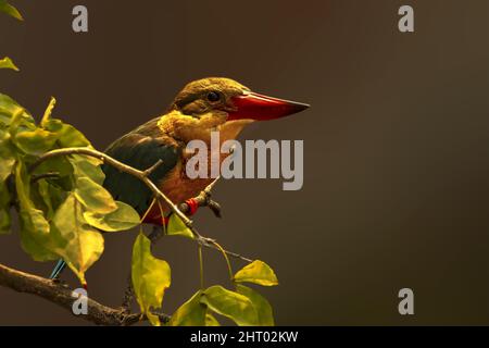 Gros plan d'un kingfisher nain oriental assis sur une branche d'arbre Banque D'Images