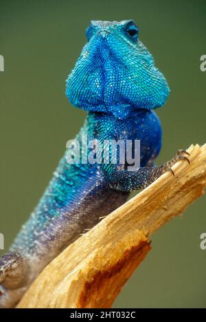 Arbre à tête bleue agama (Acanthocercus atricollis), portrait en posture de menace avec surface ventrale visible. Réserve nationale de Masai Mara, Kenya Banque D'Images